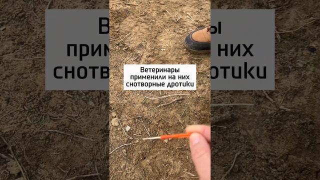 Гubeль пса-героя Пшона: акимат дал комментарий