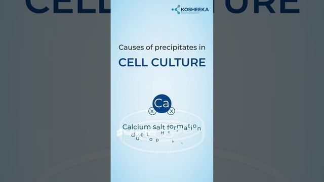 Are you observing cloudiness in your cell culture? #primarycells #cellculture #research