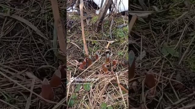 Проростки лука Суворова или черемши