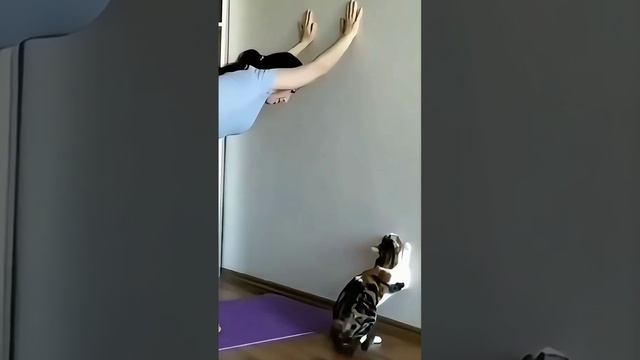 котики копируют своих хозяек