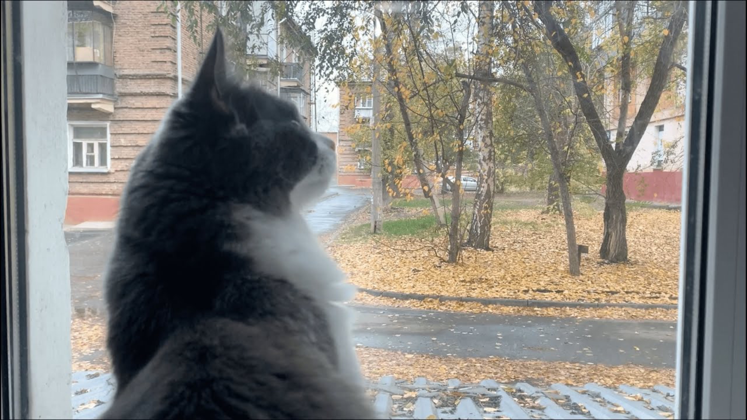 routine of this fall