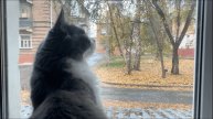 routine of this fall