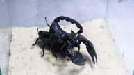 Black Titan Bug and Emperor Scorpion - King of Insects