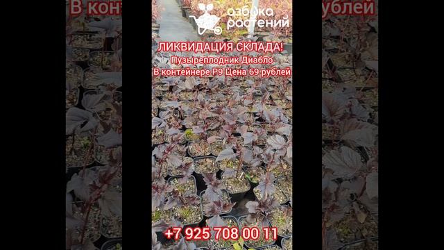 Пузыреплодник Диабло в контейнерах P9