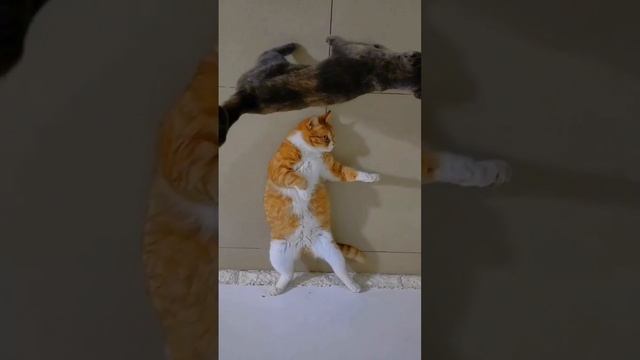 Всё, как у людей 📸 🐈 Всегда, найдётся тот, кто всё испортит 😁