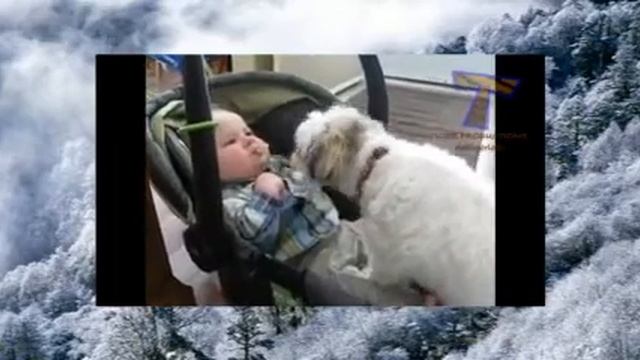 Собаки и дети, подборка