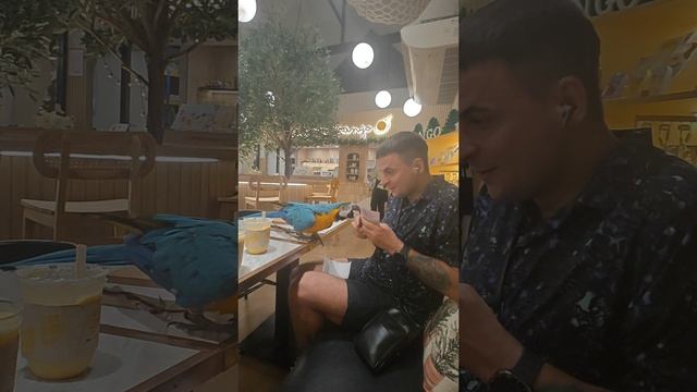 Что больше всего любит попугай? Ара Макао. #shorts
