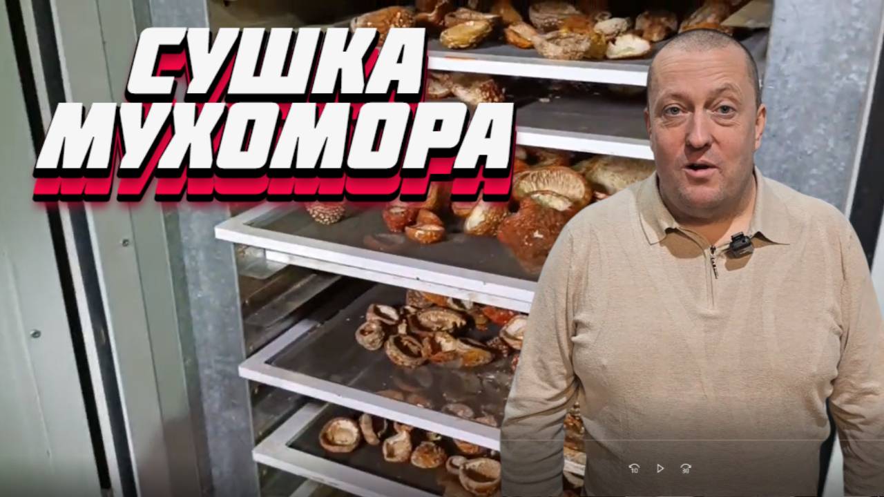 МУХОМОР И БИЗНЕС НА СУШКЕ ГРИБА МУХОМОР