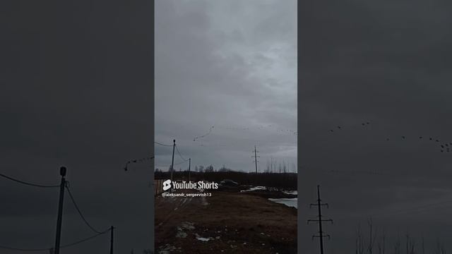 Огромные стаи гусей летят в сторону нашего озера