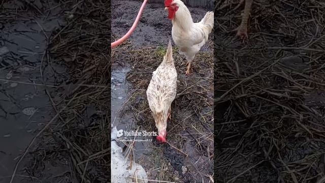 Петух мешает курице клевать червяков