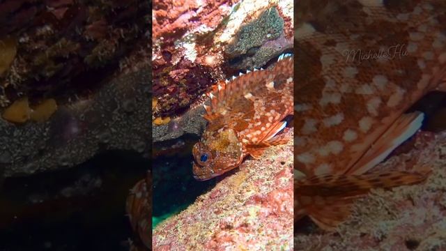 162932421_815465939869092_5960070256244824203_n.mp4