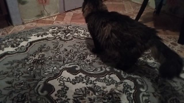 Кот Марс. Мурлыки, драки, высказывания и пиршество.