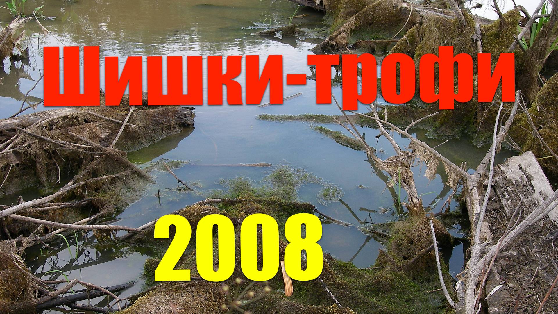 Шишки-трофи - 2008