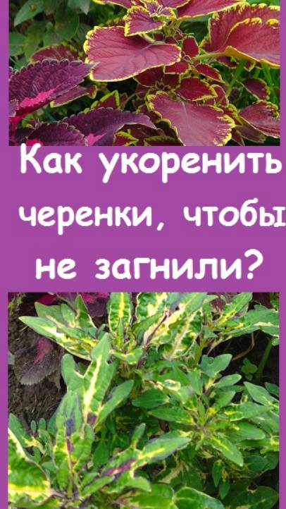 Лучший способ УКОРЕНЕНИЯ ЧЕРЕНКОВ БЕЗ ЦВЕТЕНИЯ ВОДЫ - просто и дешево