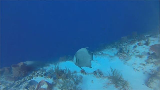 Diving in Playa Del Carmen and Cozumel Mexico