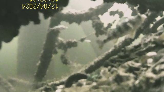 1000034463.mp4Волга гл.5м.04.12.2024г.