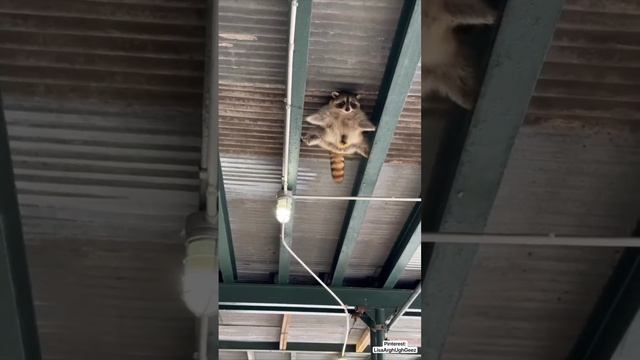 VID_20241111_121422_930.mp4.mov