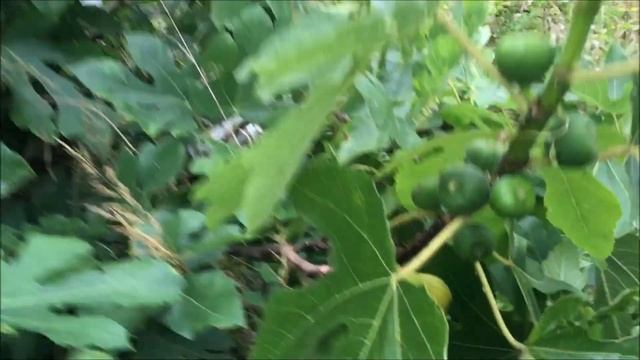 FIGS in France. Ficus Carica. Инжир. Небольшой тур по инжирному саду с обзором закладки  урожая.
