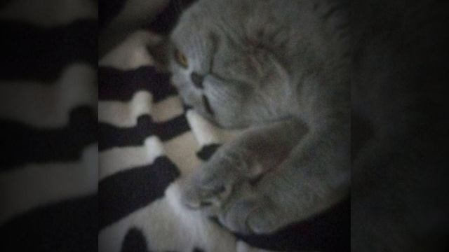 моя кошечка