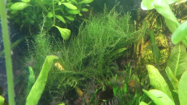 Удивительное растение #Glossostigma elatinoides СЕКРЕТ глоссостигмы #аквариумистика 04.12 #КРЕВЕТКИ