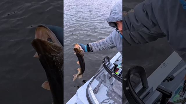 щука на спиннинг. #рыбалка #отдых