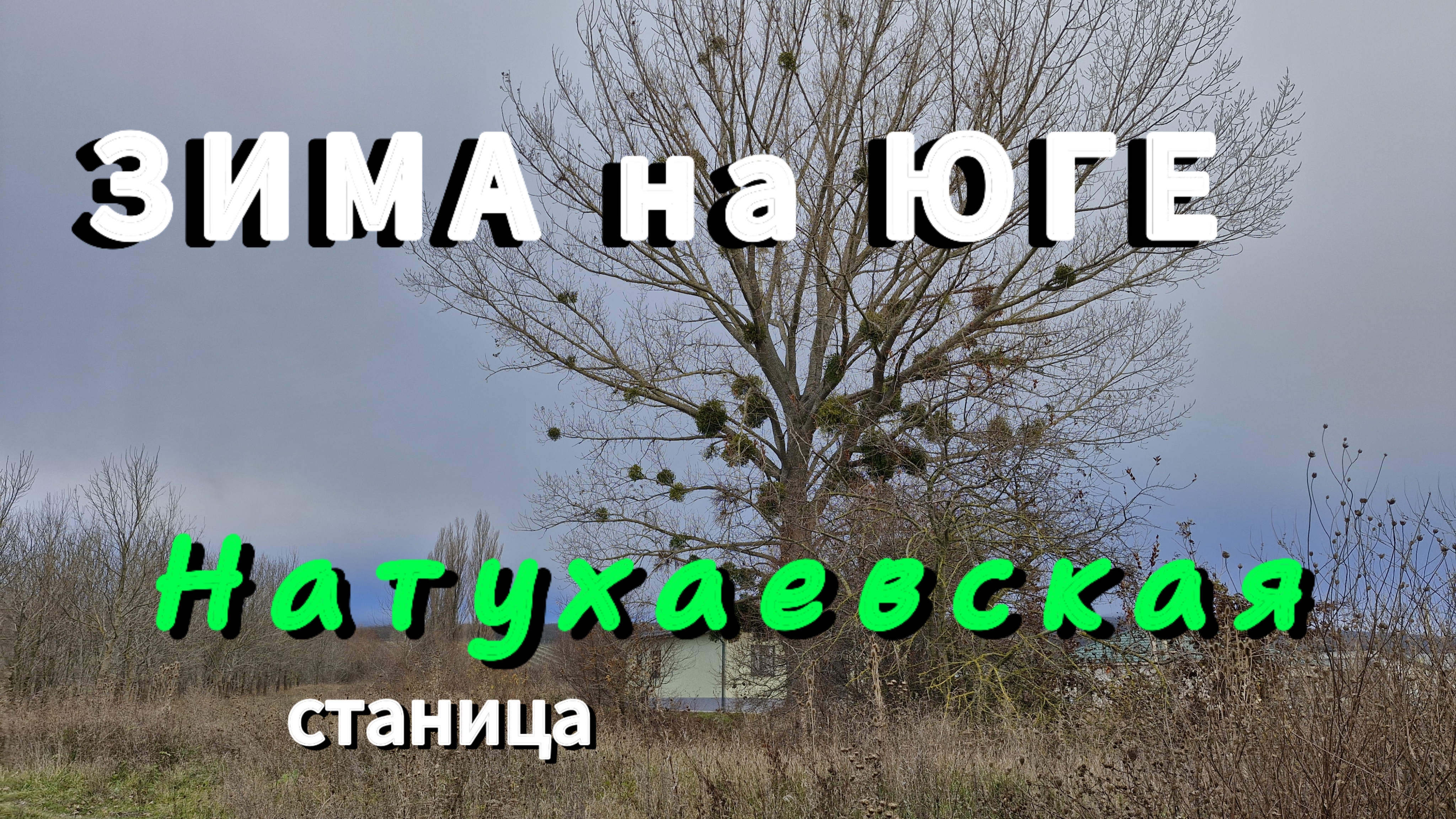 Первый день ЗИМЫ на ЮГЕ.Штрудель с айвой.Лесок на севере станицы Натухаевская