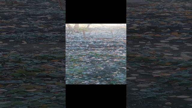 VID_20241204_101539.mp4