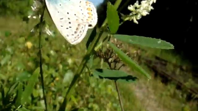 butterfly VII