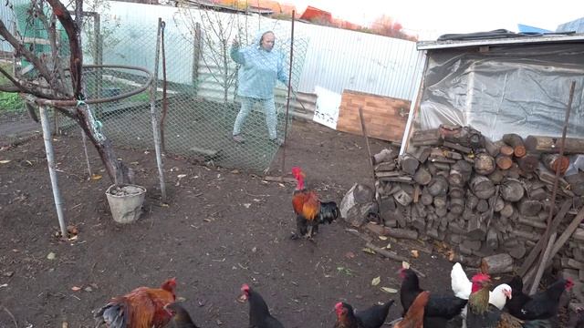 Начали убирать гусей 🦢Великое переселение🐔🐤🐥 Отличный пух🕸Дом на Кубани🏡🧡