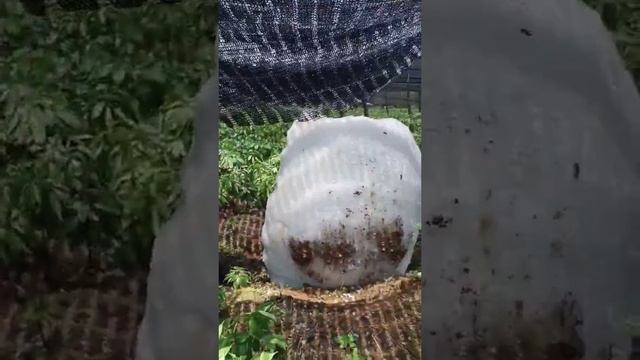 неОбычный град пробил теплицу в Китае