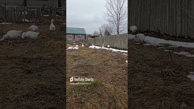 Гуси пасутся на перезимовавшей травке