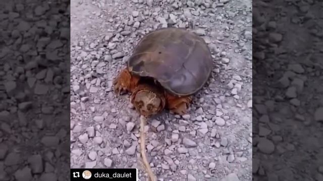 Прикол с черепахой