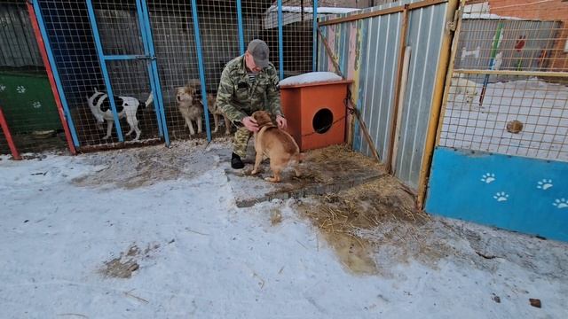 10 часов привязанным к столбу в ожидании хозяев, но песика бросили навсегда… | Арчи