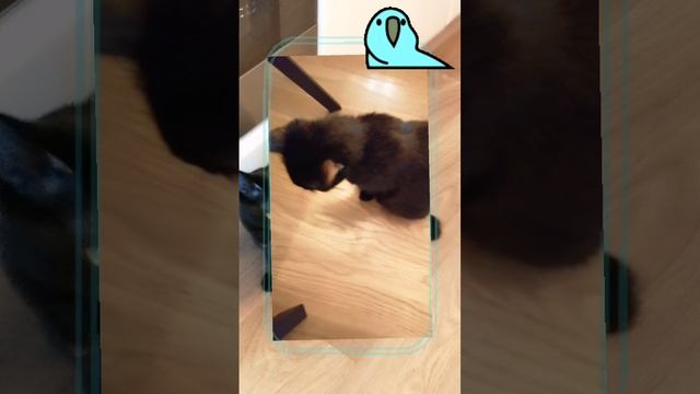 Мы уже отдаём первого котёнка 😭😭😭