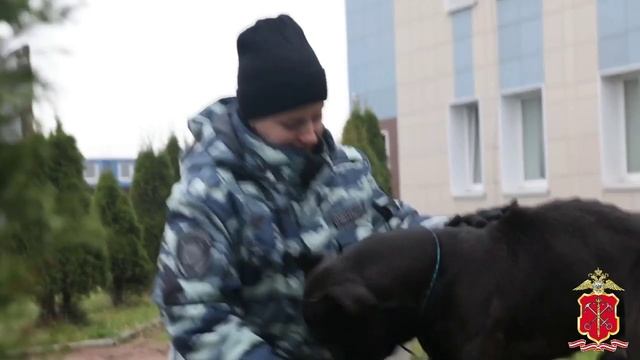 В Санкт-Петербурге перед судом предстанет мужчина, натравивший питбуля на 2 прохожих в мае 2024 года