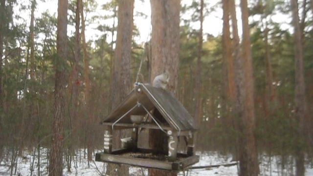 MVI_5226   Челябинские суровые белки !