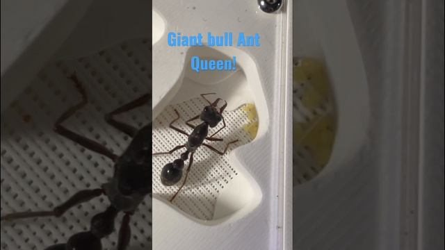 Myrmecia Pyriformis BULLDOG ANT 🐜 WORLDS DEADLIEST ANT just laid 9 eggs! 😀