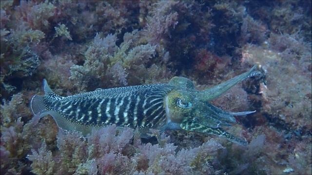 Gewone zeekat/Common cuttlefish (Sepia officinalis)