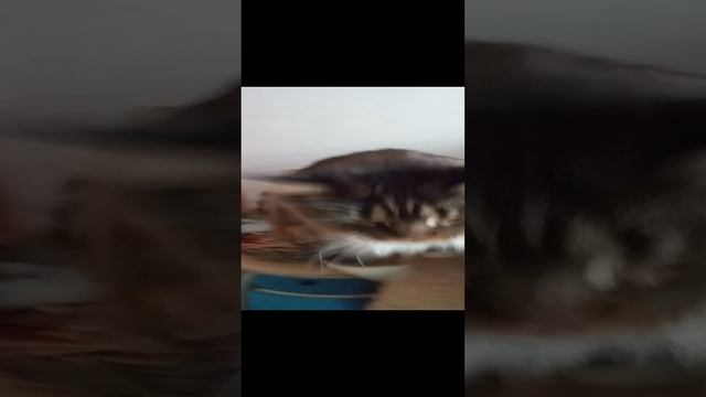 Моя кошка Услада