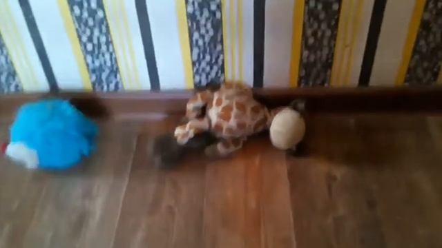 Мой первый стоп моушен!