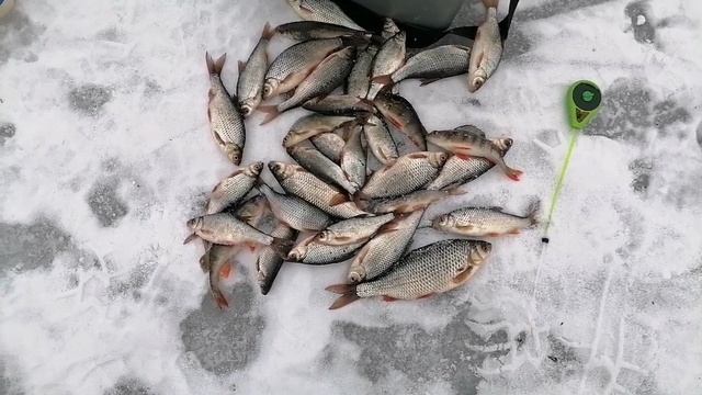Белоярка. Рыбалка в Верховьях.Насосная. Чебак не дает скучать