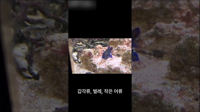 만다린물고기 (Mandarinfish)