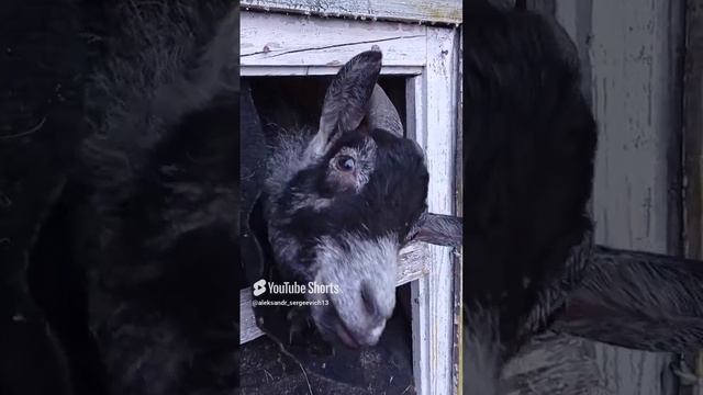 Родившая козочка живёт в летнем домике