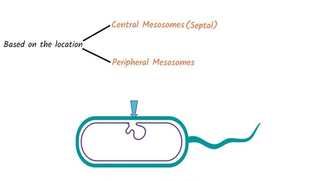 Structure of Bacteria | Part 6 | Mesosome