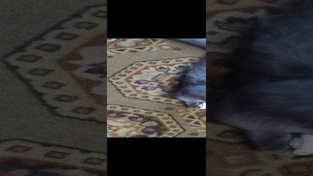 Игра с пельменем