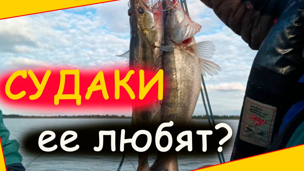 Блесна на судака зимняя по открытой воде