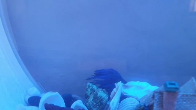 Dolphin prince.  Betta fish in deco mini tank aquarium