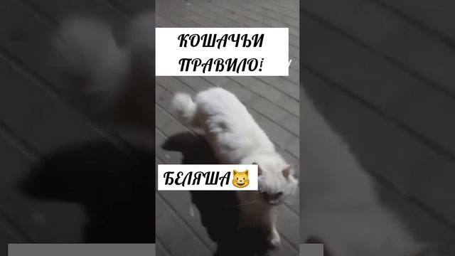 #ozonzondom #кот