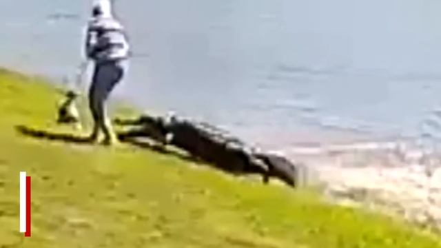 NEW VIDEO: terrifying moment 700-pound alligator kills Florida woman, 85 | New York Post