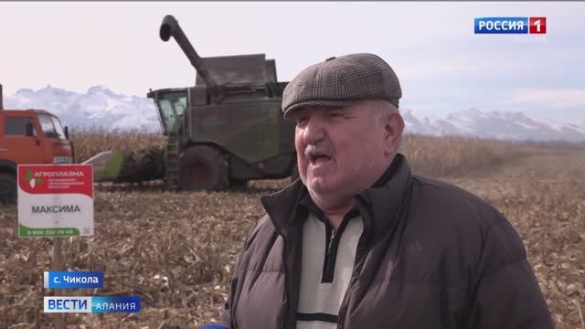 🌽 Отзыв - Гибрид кукурузы МАКСИМА: максимальная урожайность в пголе! Северная Осетия - Алания